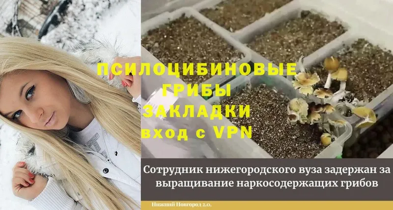 Галлюциногенные грибы Psilocybine cubensis  blacksprut ТОР  Морозовск 